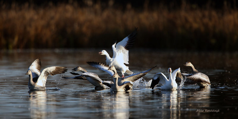 Snow Geese Family Explosion