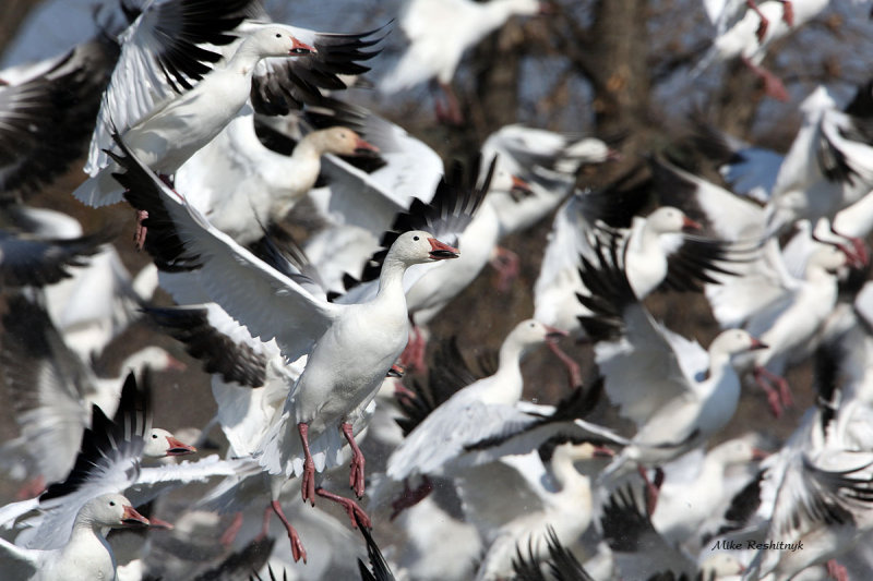 Geese Gone Wild! Greater Snow Geese