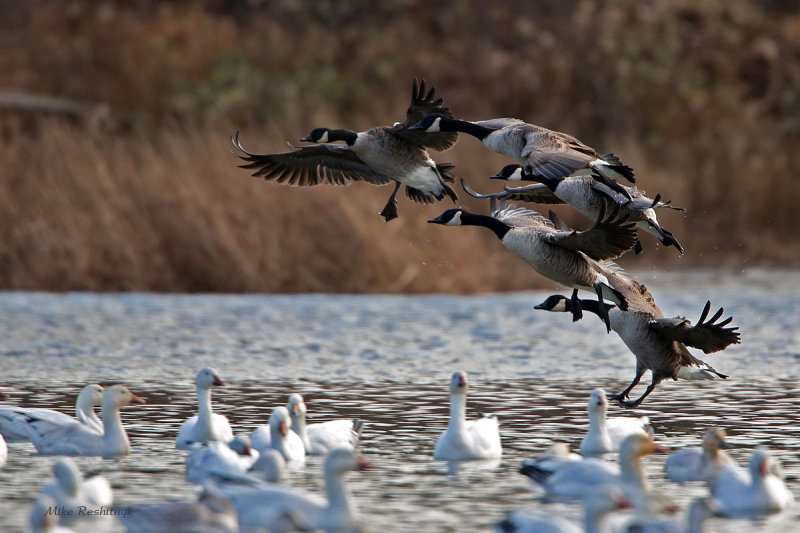 Black On White - Canada Geese Meet Greater Snow Geese
