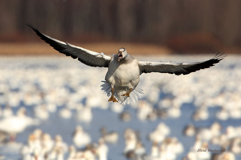 Screamer - Juvenile Greater Snow Goose 