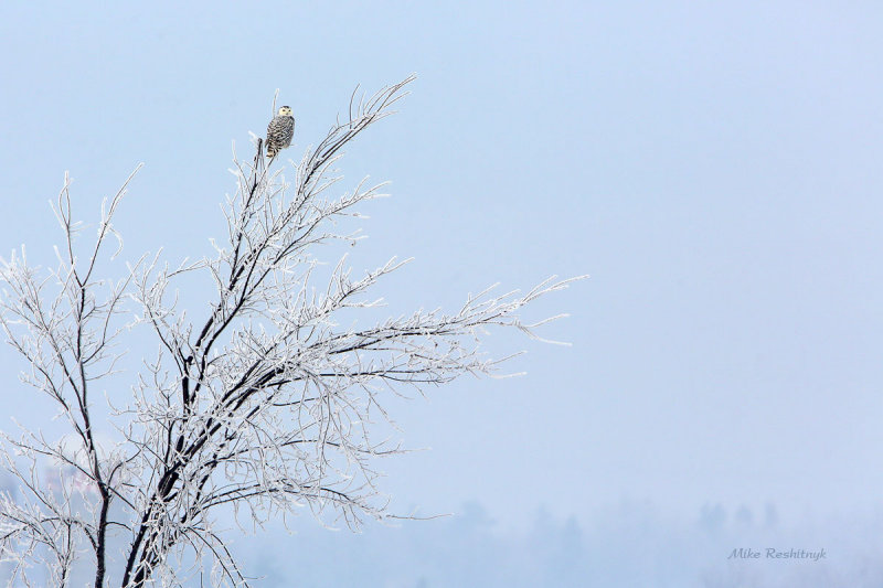 Snowy Owl On A Treecicle