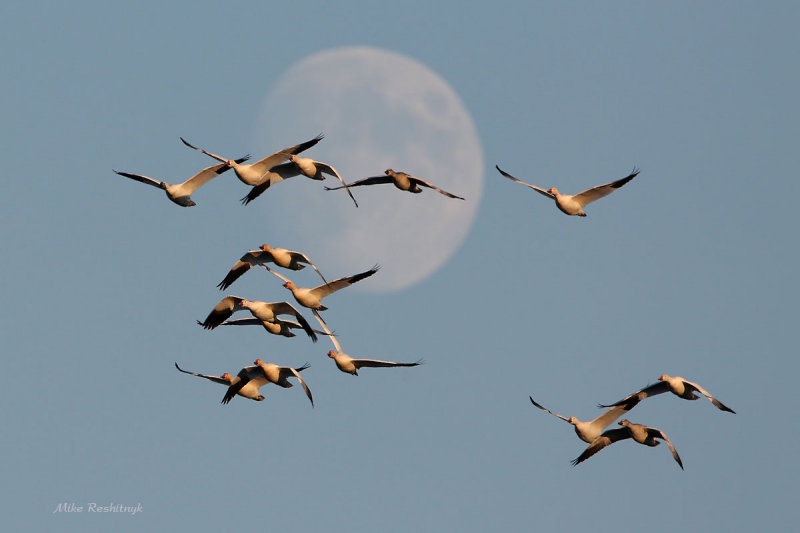 Greater Snow Geese Greet The Setting Sun And Moon