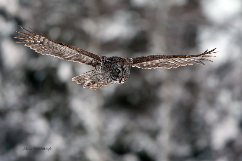 Great Grey Owl On The Rise