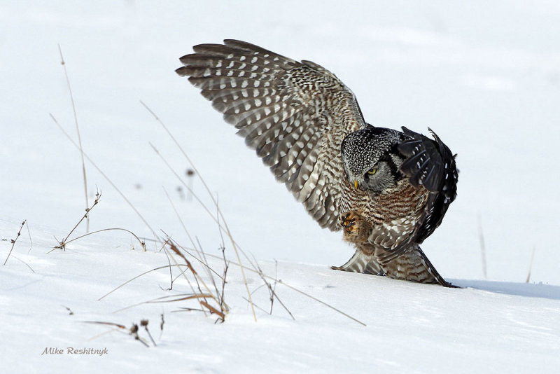 Dynamic Concentration - Northern Hawk Owl