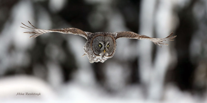 Great Grey Owl Faceoff