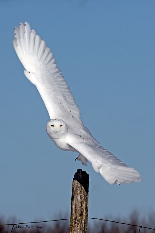 My Svelt Athletic Vertical Lines - Male Snowy Owl