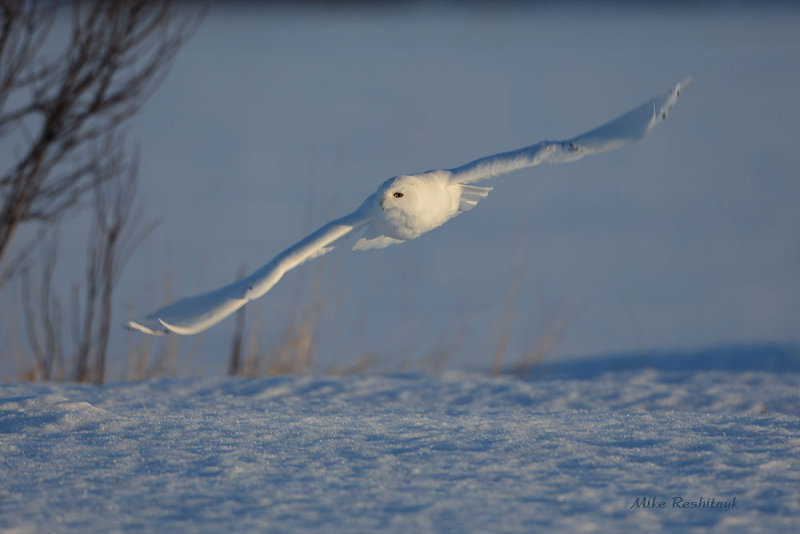 Last Light Delight - Male Snowy Owl