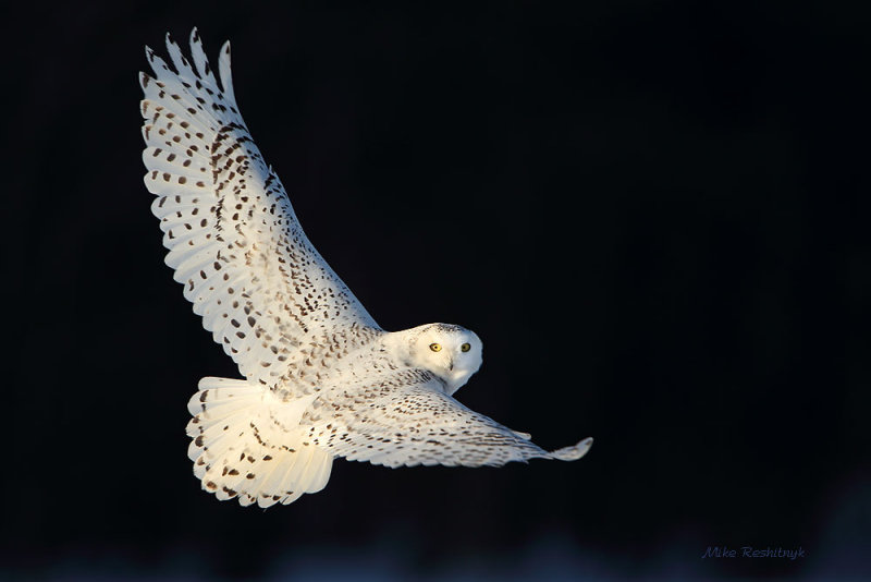 Snowy Owl Caught In Late Afternoon Light