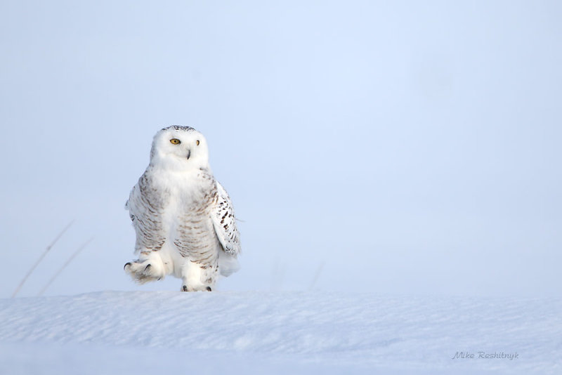 Snowy Owl - Winter March