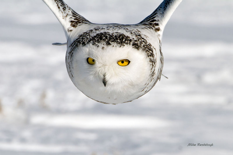 Let's Have Some Serious Face Time  - Snowy Owl