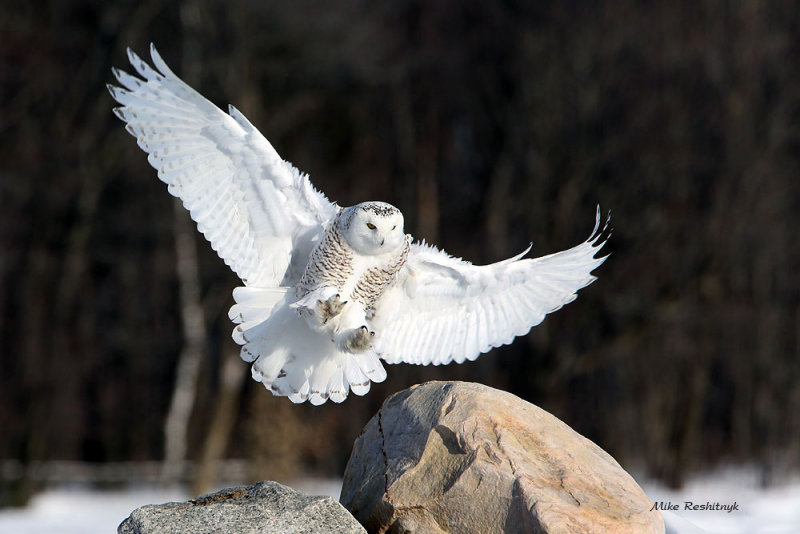 Angel On Deck - Snowy Owl