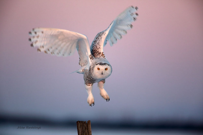 Dusk Departure - Snowy Owl