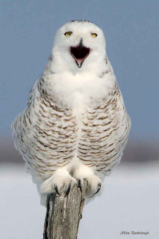 Sing A Song Of Joy - Snowy Owl