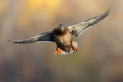 Autumn Arrival - Mallard Duck
