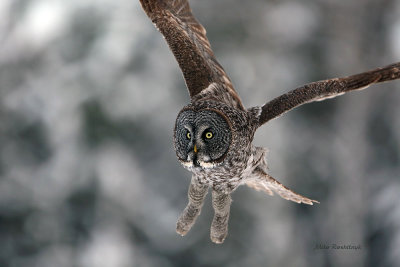 Great Grey Ghost