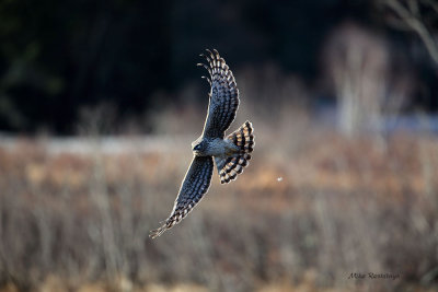 Morning Encounter - Northern Harrier