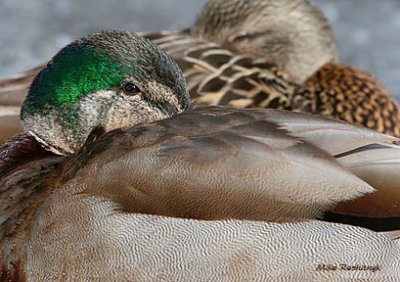 Vigilant Siesta
