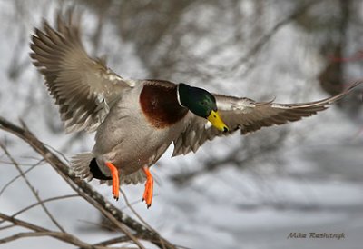ClearingThe Branches Before Landing