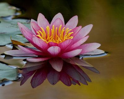 Water Lily II