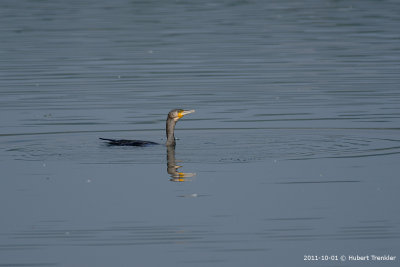 Cormorant overwhelming Big Pike