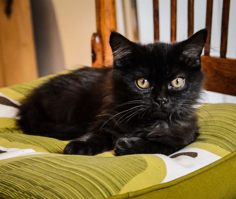 Regal Miss Rags