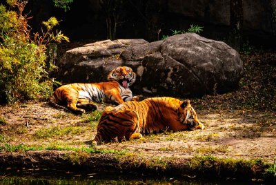 Life of Pi Stand-ins