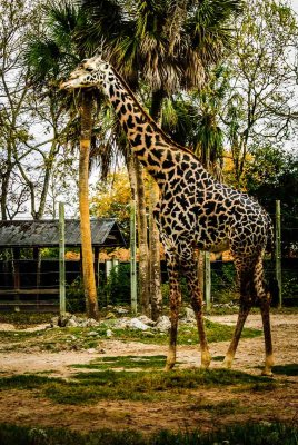Giraffe