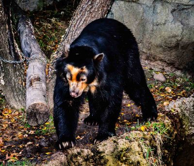 Spetacled Bear