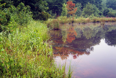 John's Pond - Early Morning