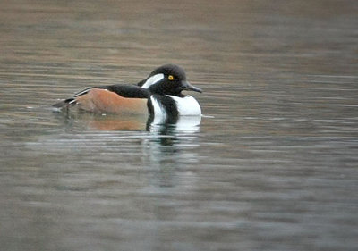 Hooded Merganser