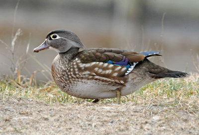 Wood Duck