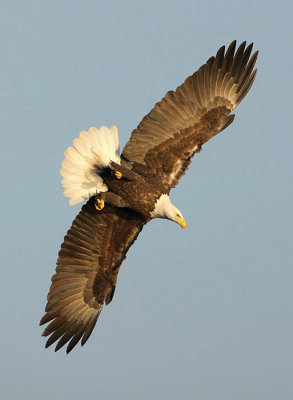 Eagle Underside