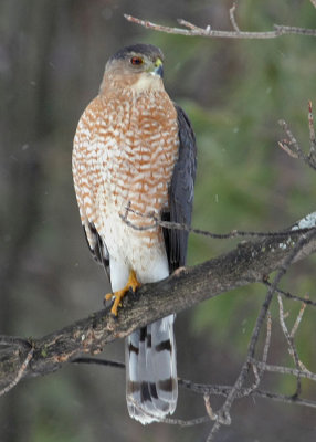 Coopers Hawk