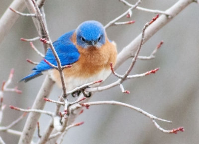 Another Angry Bluebird
