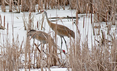 Cold Cranes