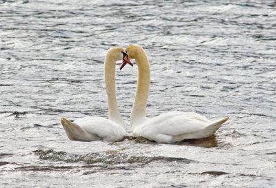 Mute Swans in Love