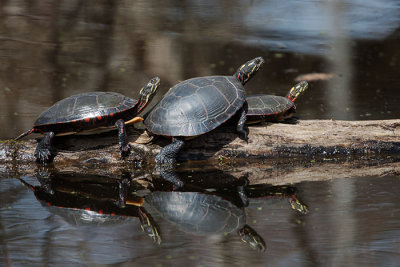 Painted Turtles