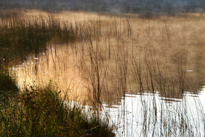 Reeds in Fog