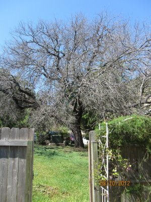 Memorial for a live oak tree