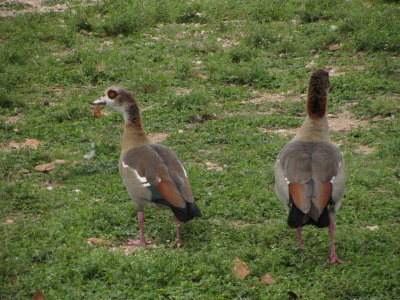 Ducks at San Gabriel Park