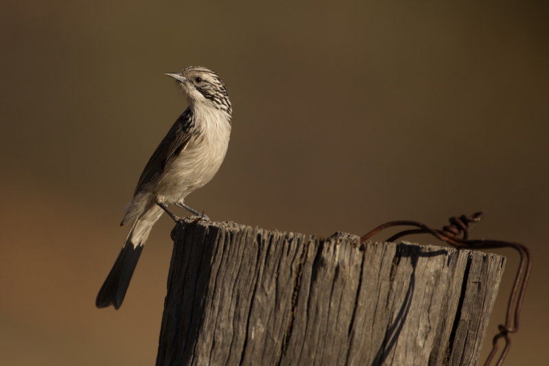 Striped Honeyeater