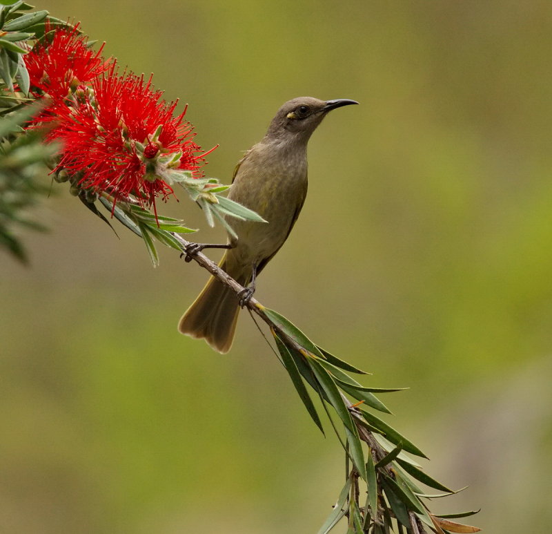 Brown Honeyeater On Bottlebrush