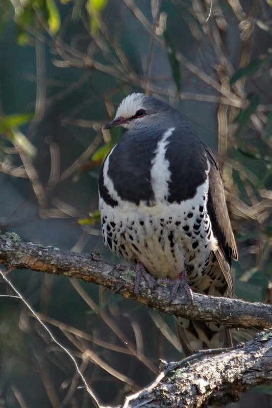 Wonga Pigeon