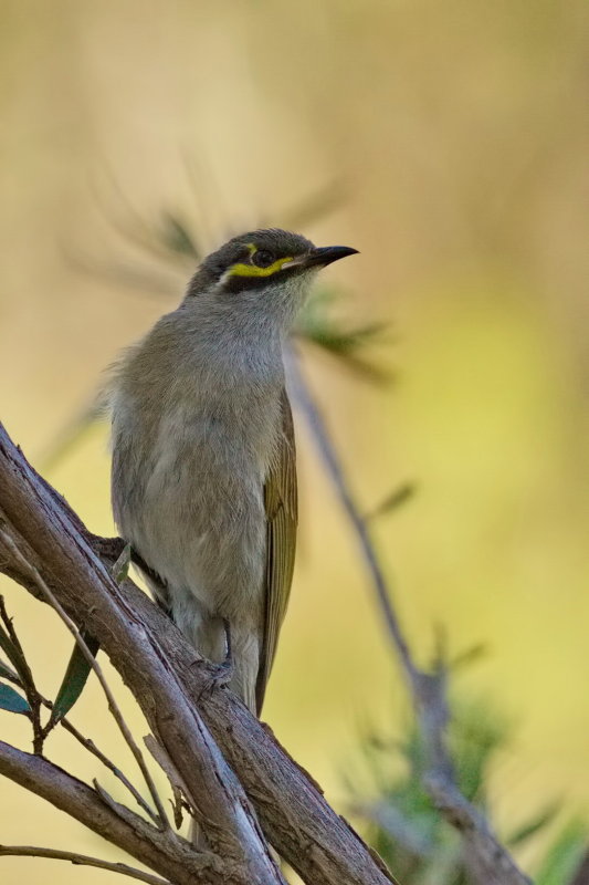 Yellow Faced Honeyeater