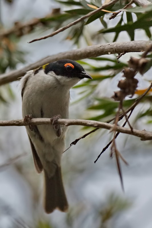 White Naped Honeyeater