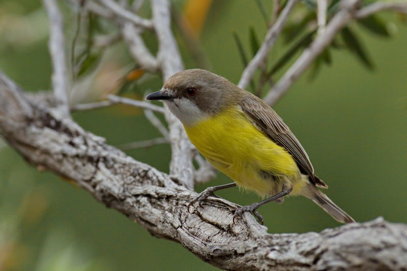 White Throated Gerygone