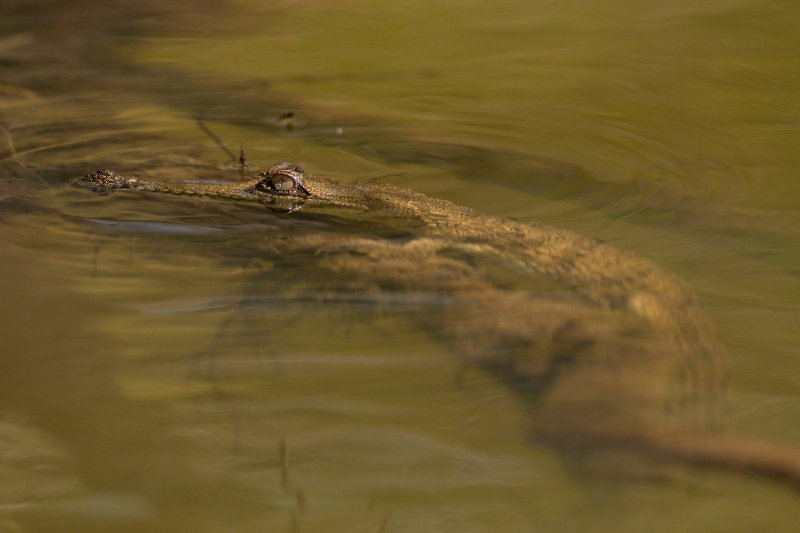 Freshwater Crocodile