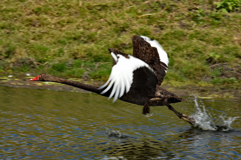 Black SwanTaking Off