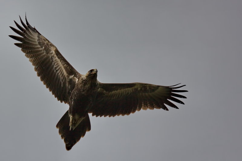 Wedgetail Eagle