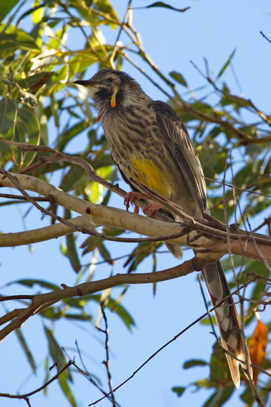 Yellow Wattle Bird